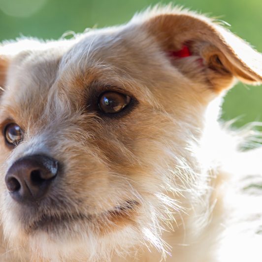 Essentielle Aminosäuren für Hunde – Tiernahrung-Bergmann